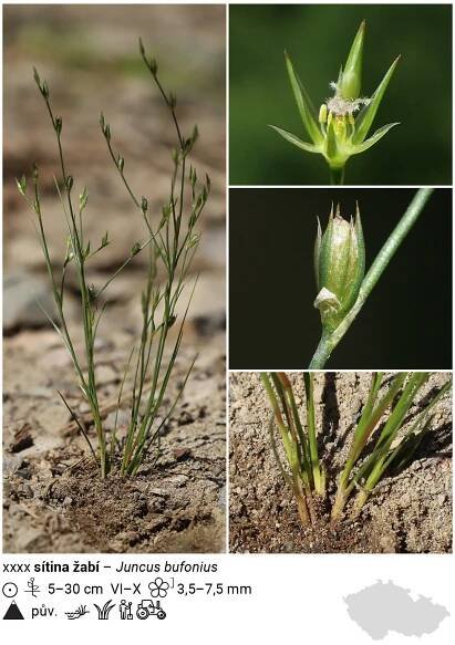 sítina žabí – Juncus bufonius
