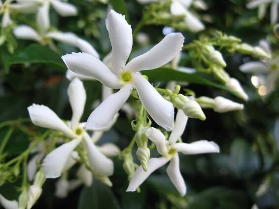 Jasmínovník vonný (Trachelospermum jasminoides) - 180 cm - Fascinující Paulownia
