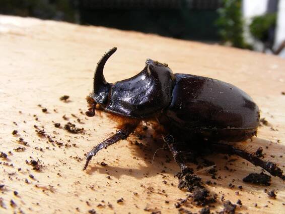Obrázek - Oryctes nasicornis (nosorožík kapucínek) | BioLib.cz