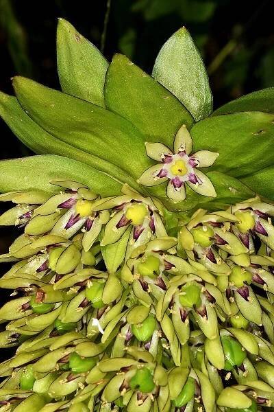 Obrázek - Eucomis bicolor (chocholatice dvoubarvá) | BioLib.cz