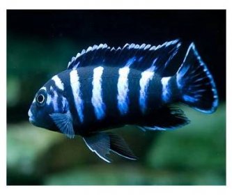 Pseudotropheus demasoni - Tlamovec demasoni - Chov a prodej akvarijních ryb Josef Plochý