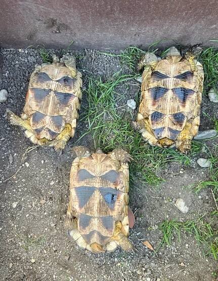Želvy Vroubené z roku 2016 | iFauna.cz