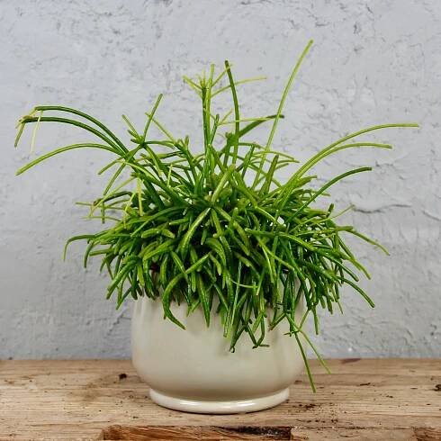 Rhipsalis Cassutha Oasis