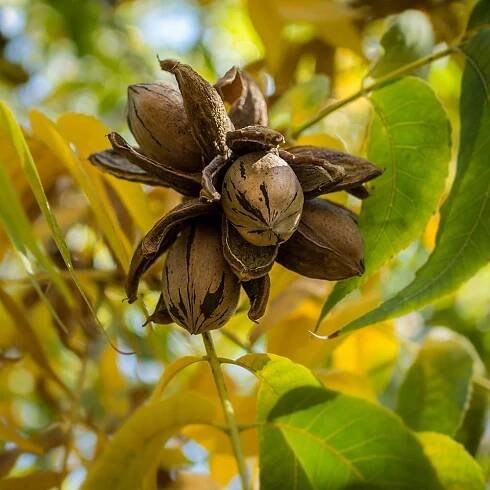A close up square image of 'Elliot' nuts growing on the tree pictured on a soft focus background.