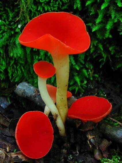 Sarcoscypha occidentalis