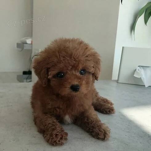 mini štěňata toy pudl k adopci. - Detail inzerátu