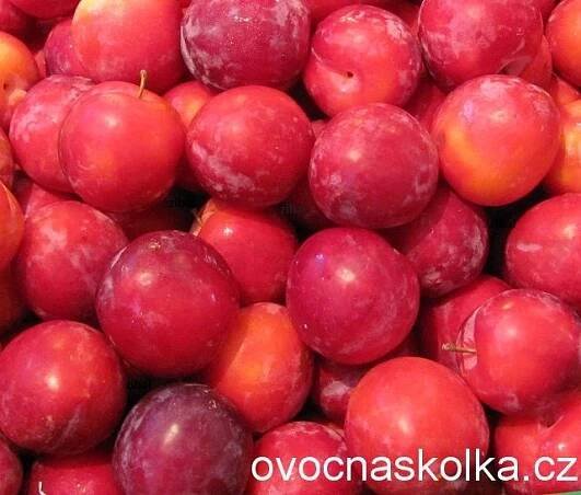 ŠVESTKY, RENKLÓDY | y japonská slivoň (bluma) Najdjena | ovocné stromky