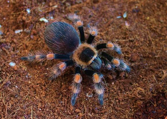 Brachypelma smithi | 