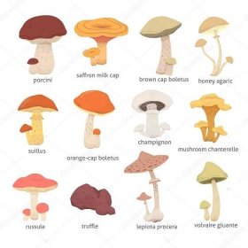 Různé druhy hub