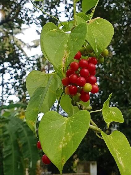 Tinospora cordifolia - Wikipedia