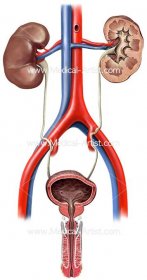 Male urinary system anterior view
