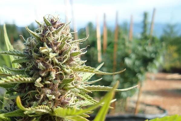 Certified Kind Learn About Organic Marijuana 