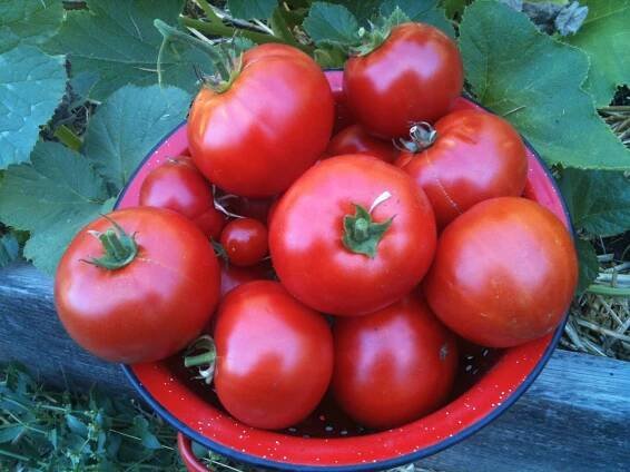 tomatoes2