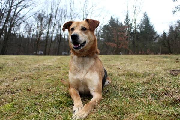 Psi k adopci z útulků, azylů a neziskových organizací