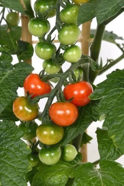 MONTANO Rajče jedlé keříčkové (Solanum lycopersicum) "Dalimil" 6-pack