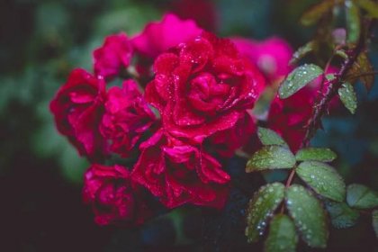 Nemoc růže: Jak se chránit před infekčním onemocněním kůže