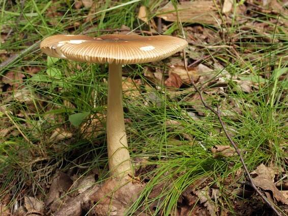 Amanita fulva - muchomůrka ryšavá