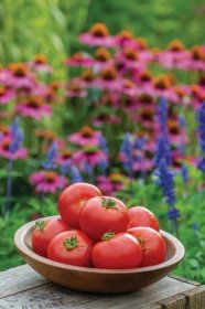 Beat tomato blight naturally - by Jean Vernon