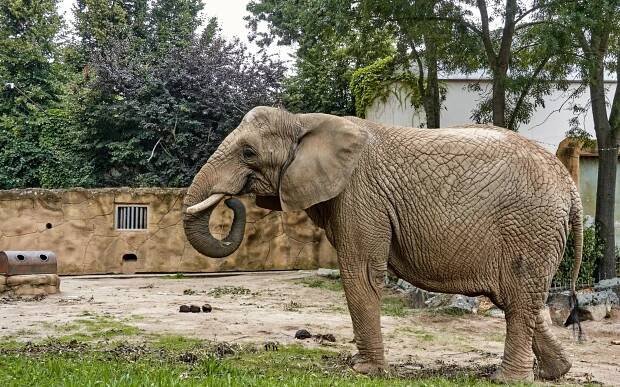 Podkrkonoší blízko hospitálu Kuks a zoo ve Dvoře Králové: Farma Nová Amerika se snídaněmi + dětské hřiště