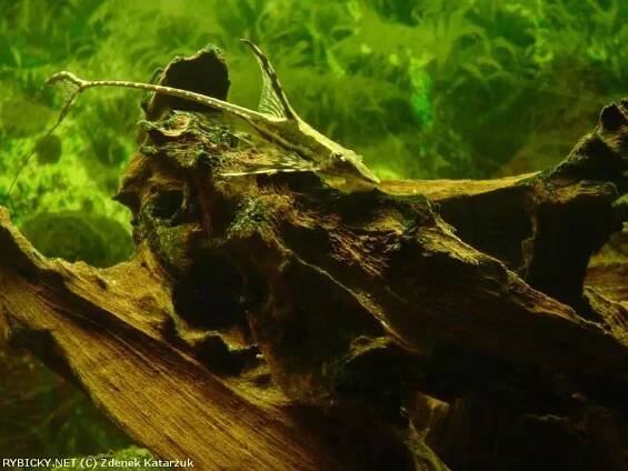 Sturisoma panamská - Sturisoma panamense