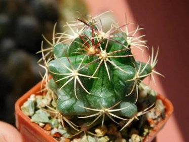 Kaktusy/sukulenty: Thelocactus heterochromus - Dům a zahrada