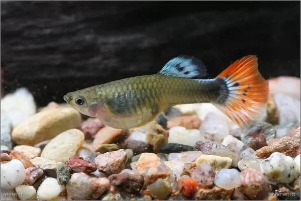 Živorodka duhová - Poecilia reticulata