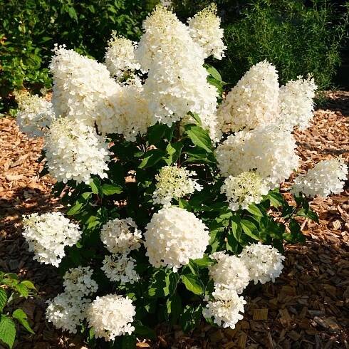 Hortenzie latnatá - Hydrangea paniculata ´HEARCULLES´(kont. 9x9 cm)