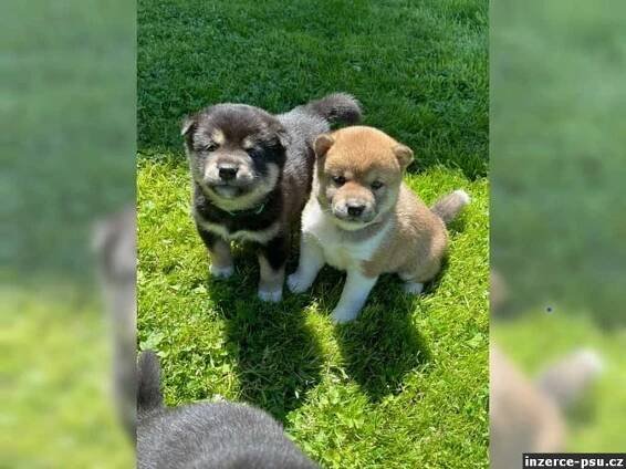 Predam shiba Inu štěňata s pp