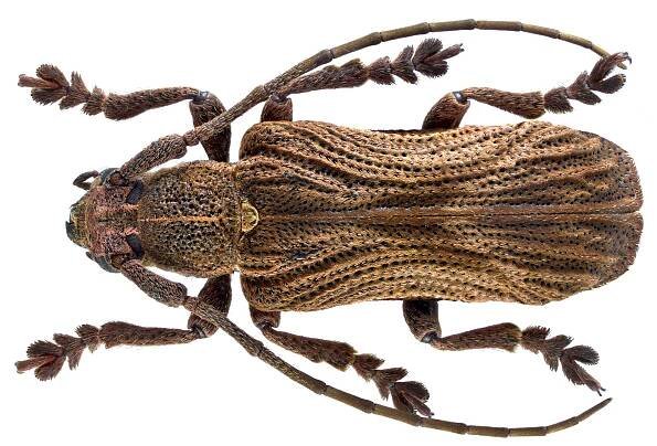 Cyrtogrammus