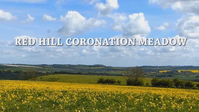 Red Hill Nature Reserve & Wildflower Coronation Meadow
