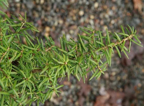 The Wild Garden: Hansen's Northwest Native Plant Database