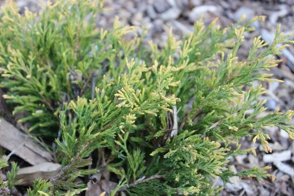 Juniperus_horizontalis_27Lime_Glow27_02.jpg
