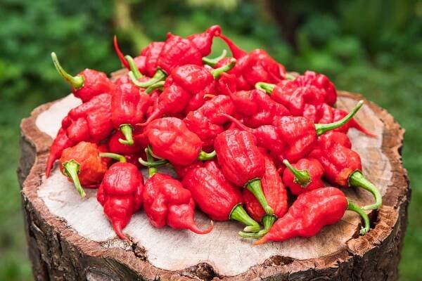 The Beast | Chilli semena | Chilli semena | Chilli semínka | Chilli omáčky | GOROL CHILLI