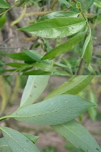 Vrba křehká - Salix euxina