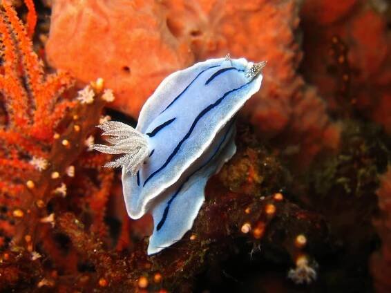 Nudipleura
