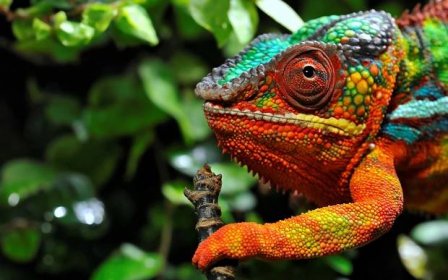 Tapeta Chameleon měnící barvu v lese 2K