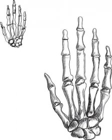 Left Skeleton Hand Drawing