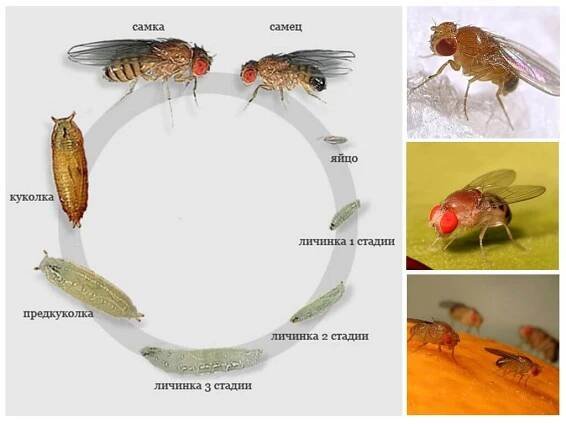 Kos Drosophila
