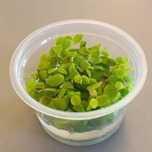 Phyllanthus fluitans