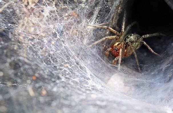 Čeští badatelé popsali unikátní způsob, jak loví někteří pavouci
