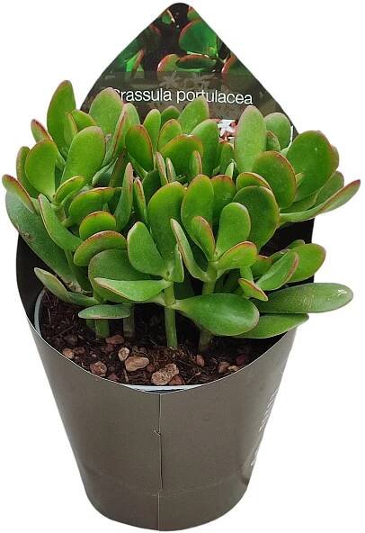 Royal Lemkes Různé druhy sukulentů cca pr. 14 cm