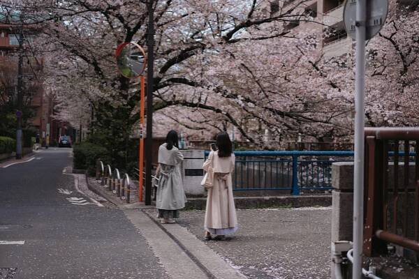 Sakura Sakura: Talking About Cherry Blossoms in Japanese | Tokyo Weekender