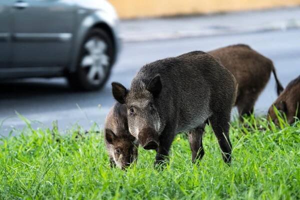 Střetli jste se s divokým prasetem? Nedělejte prudké pohyby a snažte se ukrýt – klidně i na strom - NeposlušnéTlapky