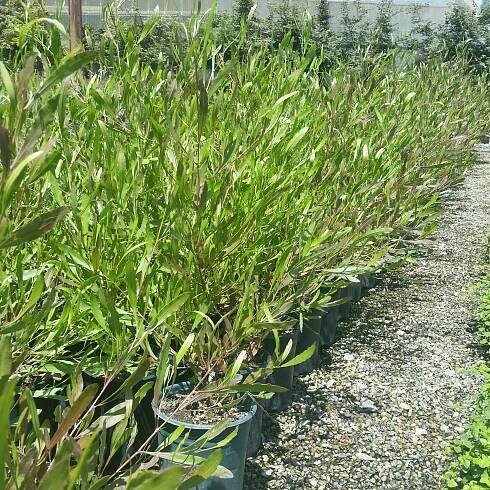 Dodonaea viscosa 'Purpurea' - Purple Hopseed Bush - Image 2