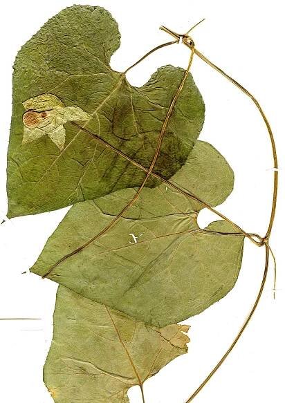 Calycophysum | Cucurbitaceae