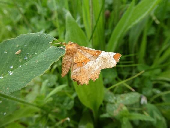 May 2019 – Butterfly Conservation Ireland