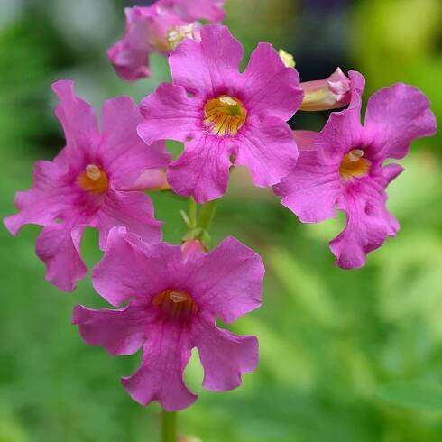 Dvojostice růžová – Incarvillea delavayi – hlízy dvojostice