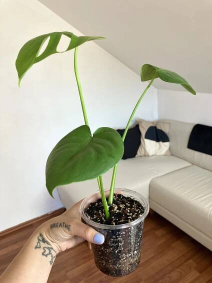 Monstera deliciosa