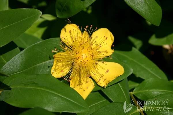 Hypericum calycinum - třezalka kalíškatá