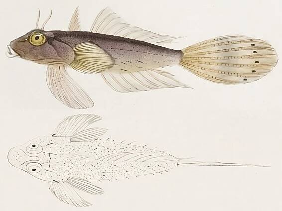 Tentacled dragonet